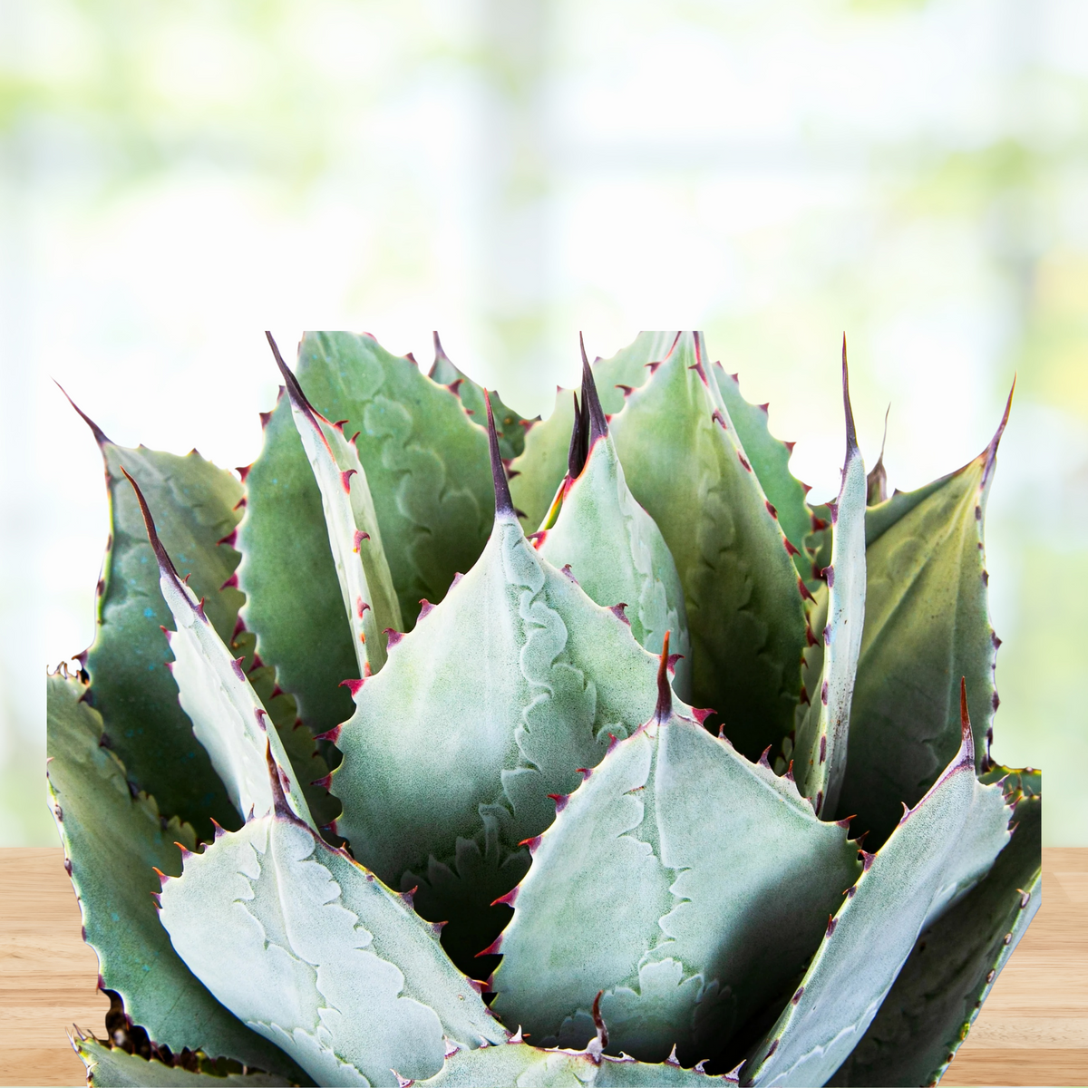 Close up of a Potted Agave Parryi Huachucensis Artichoke Agave Century Plant Succulent For Sale in a 5gal Cactus Nursery Container