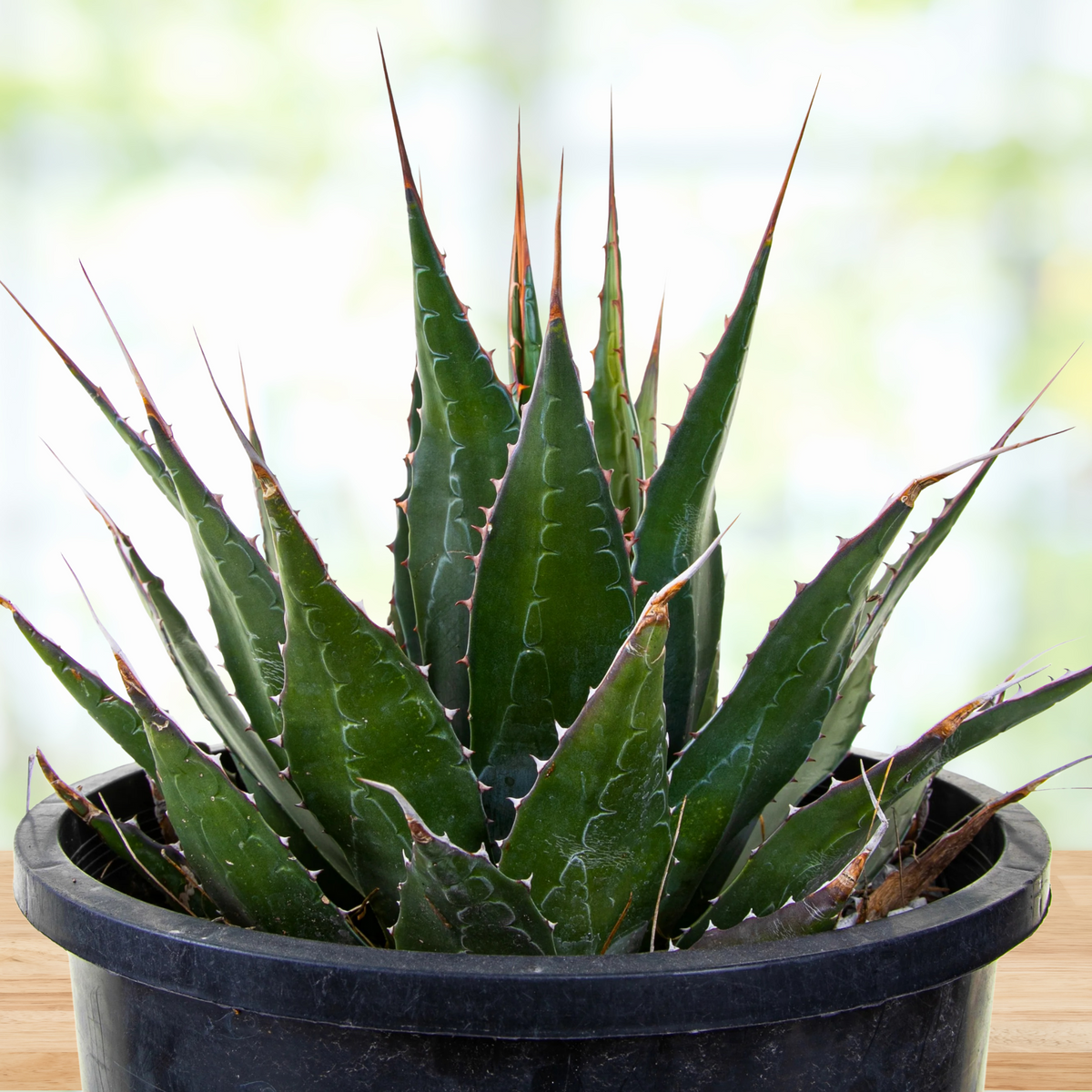 Potted century plant agave, Agave montana, with green leaves and thorns on a blurred background