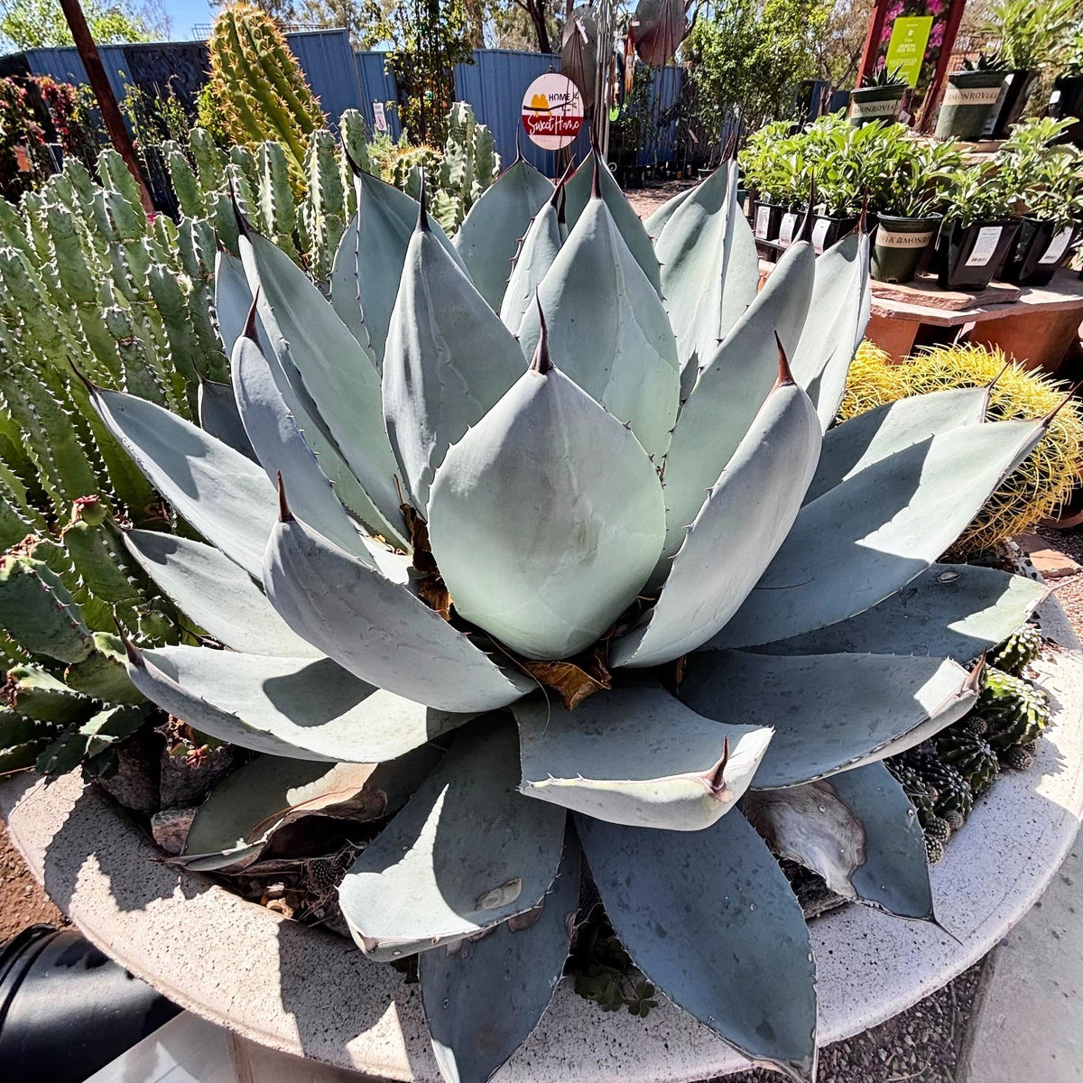 Large potted Artichoke agave, Agave parryi truncata, with blue green leaves in a large concrete planter
