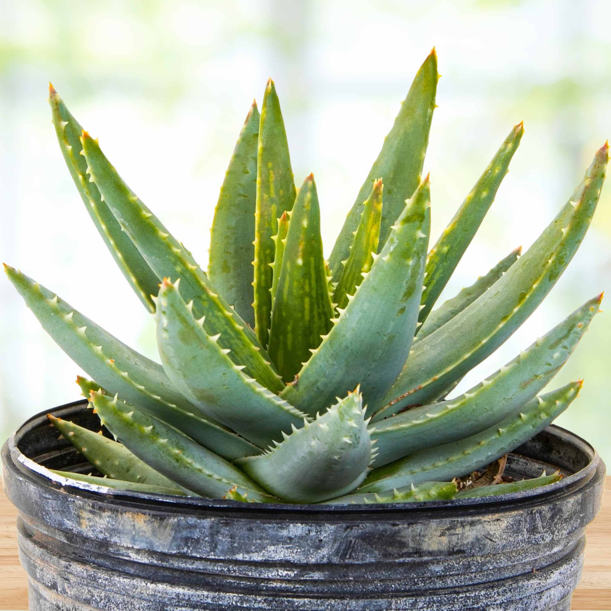 Potted Aloe brevifolia, 'Short-leaf aloe' succulent plant with a blurred background