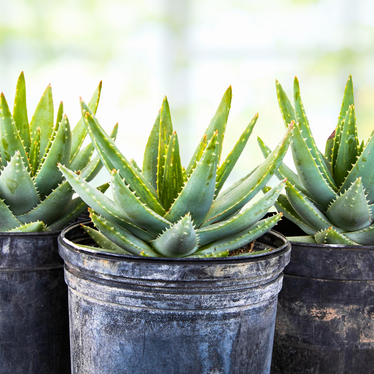 Three potted Aloe brevifolia, 'Short-leaf aloe' succulent plants with a blurred background