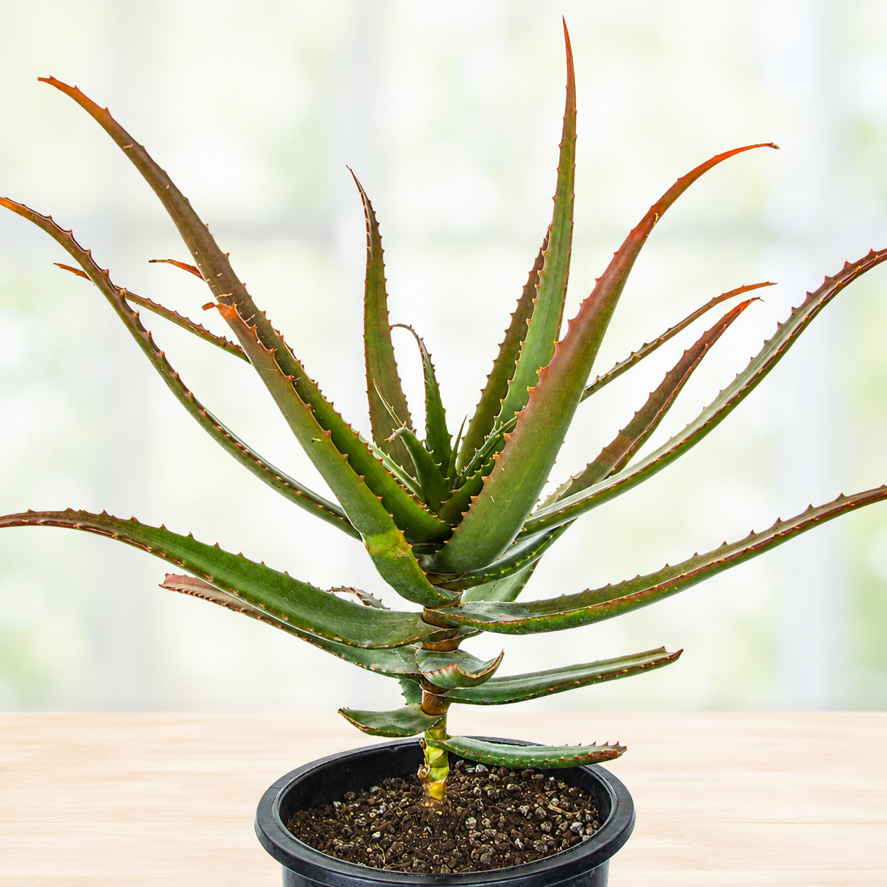 Aloe cameronii live plant with arching succulent leaves showing green and red tones.