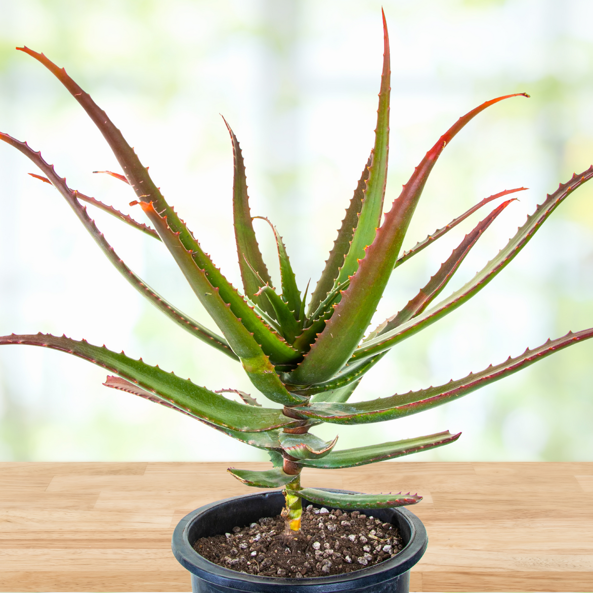Potted Aloe Cameronii plant, starfish aloe with green leaves with red tips on a wooden surface with a blurred green background