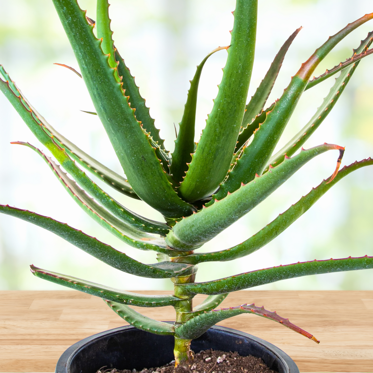 Close up of a Potted Aloe Cameronii plant, starfish aloe with green leaves with red tips on a wooden surface with a blurred green background