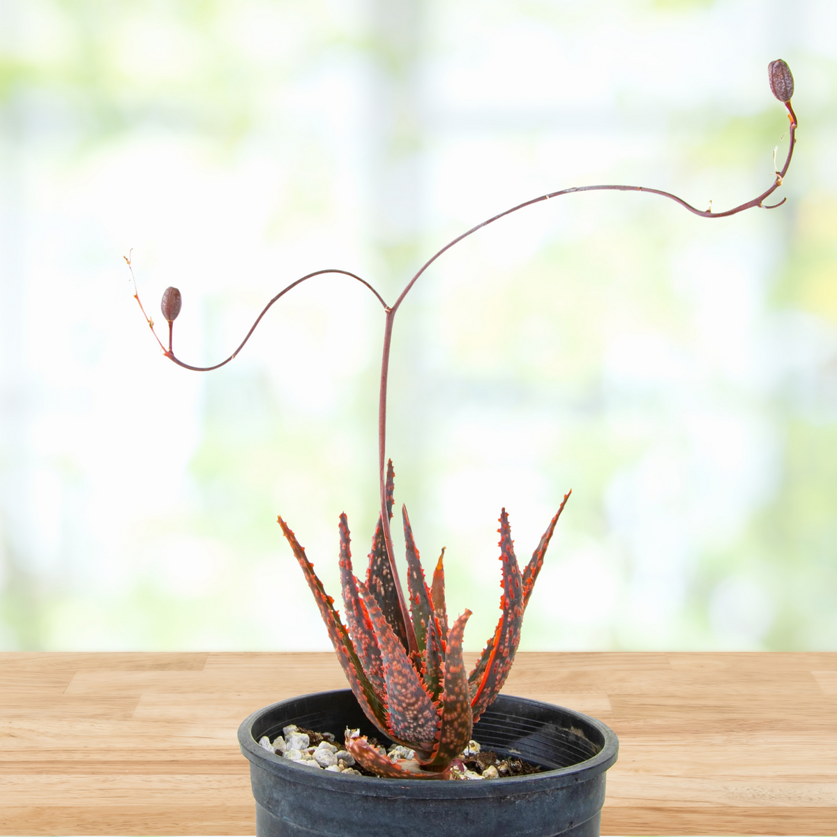 Aloe "Christmas carol" on a wooden table with a blurred background