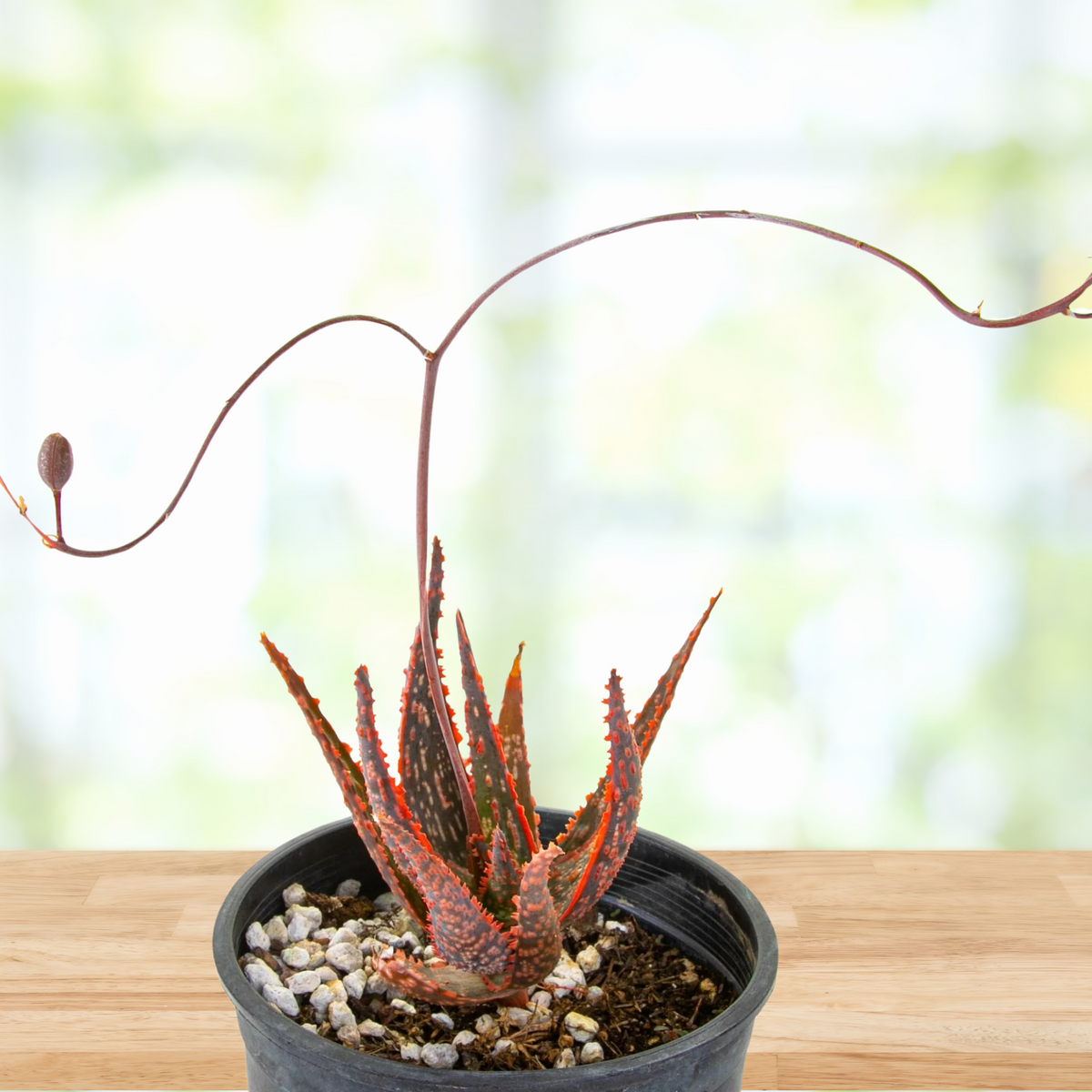 Aloe "Christmas carol" on a wooden table with a blurred background
