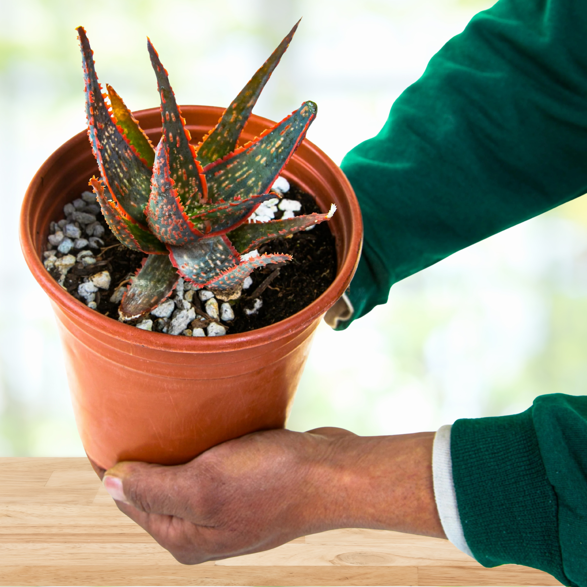 Person holding a Aloe "Christmas carol" with a blurred background