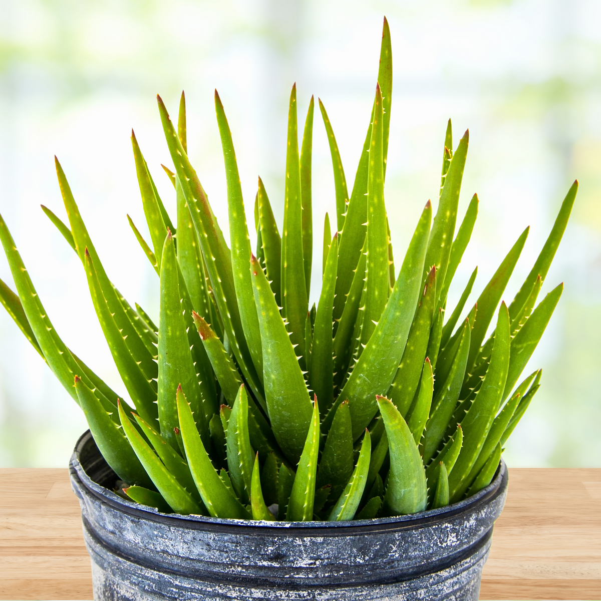 Potted Aloe 'Crosby's Prolific' Hybrid Succulent aloe plant on a wooden surface with a blurred background
