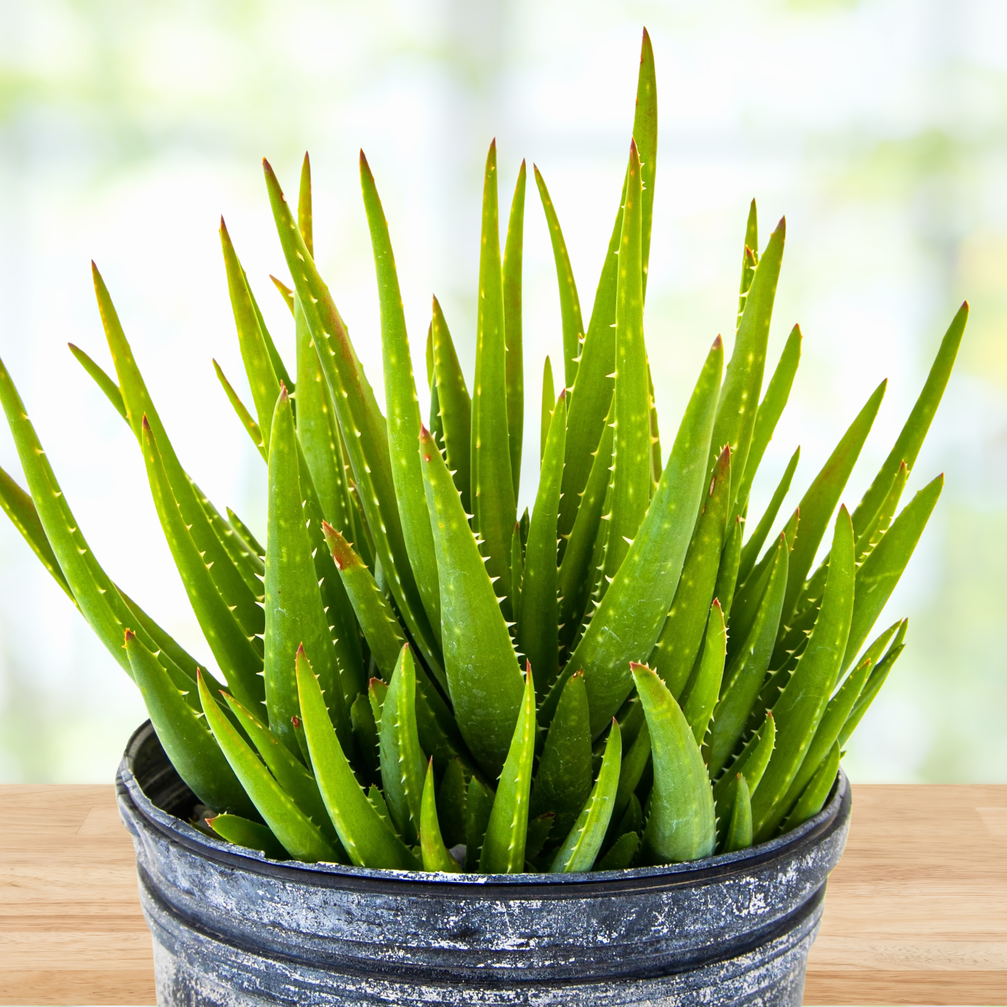 Potted Aloe 'Crosby's Prolific' Hybrid Succulent aloe plant on a wooden surface with a blurred background