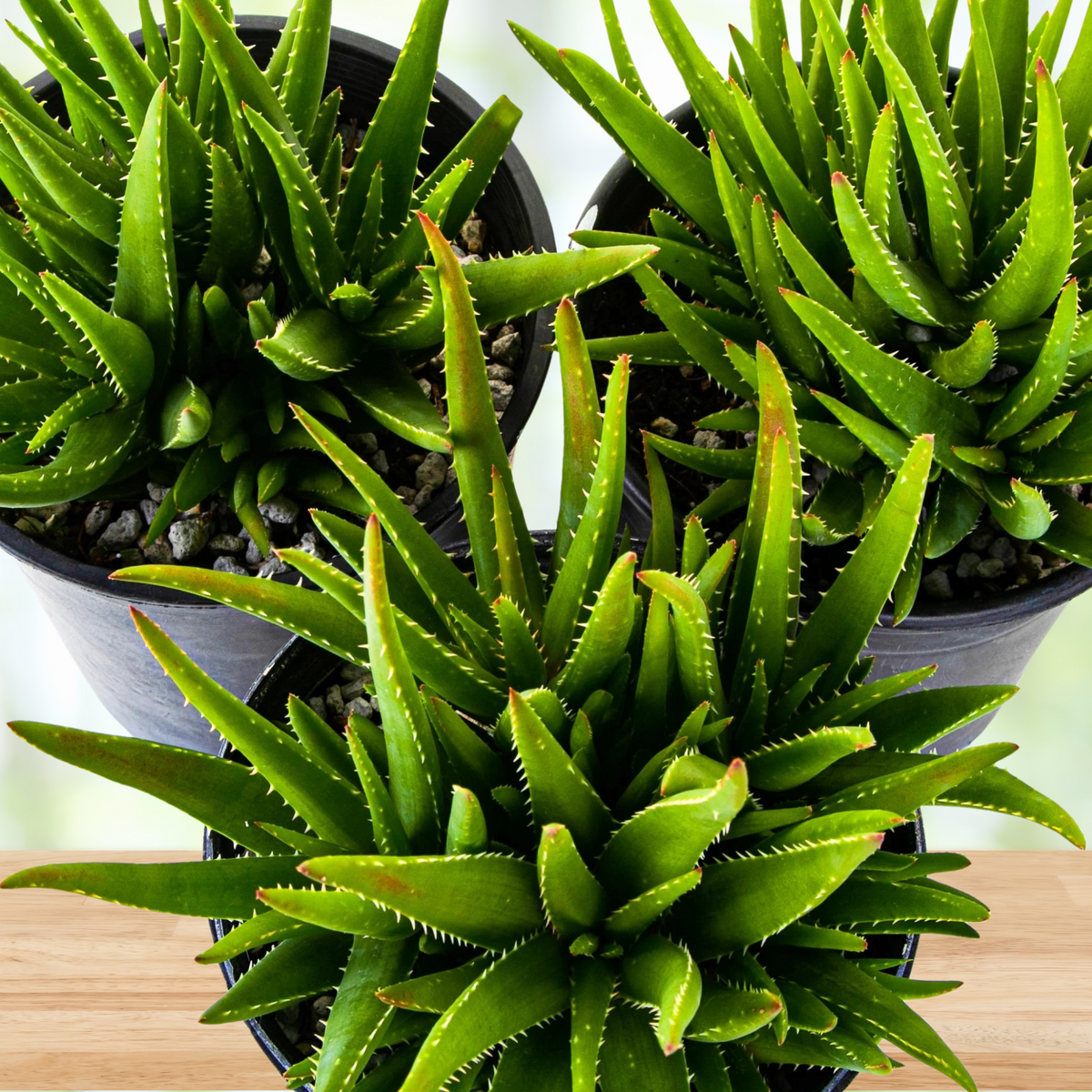 Potted Aloe 'Crosby's Prolific' Hybrid Succulent aloe plant on a wooden surface with a blurred background