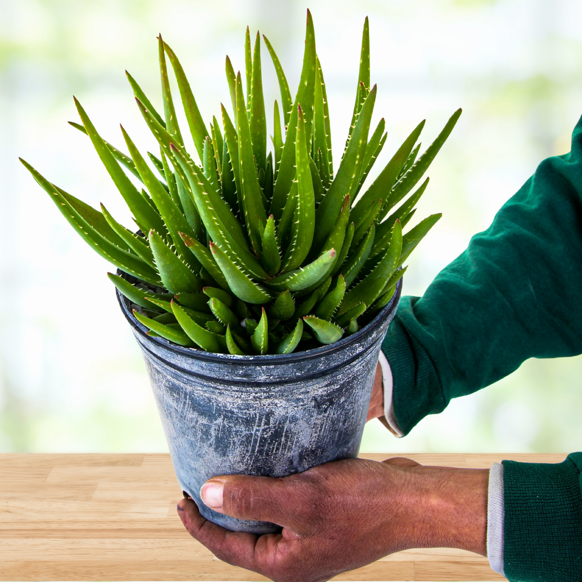 Person holding a potted Aloe 'Crosby's Prolific' Hybrid Succulent aloe plant on a wooden surface with a blurred background