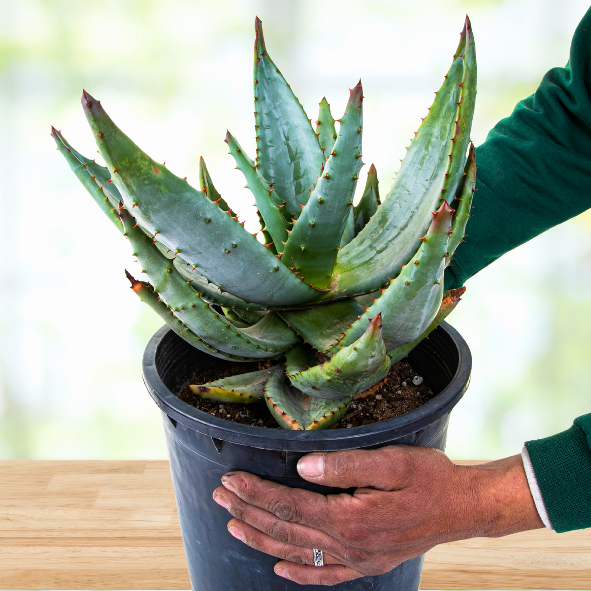 Person holding a potted cape aloe, Aloe ferox succulent plant on a wooden surface with a blurred background