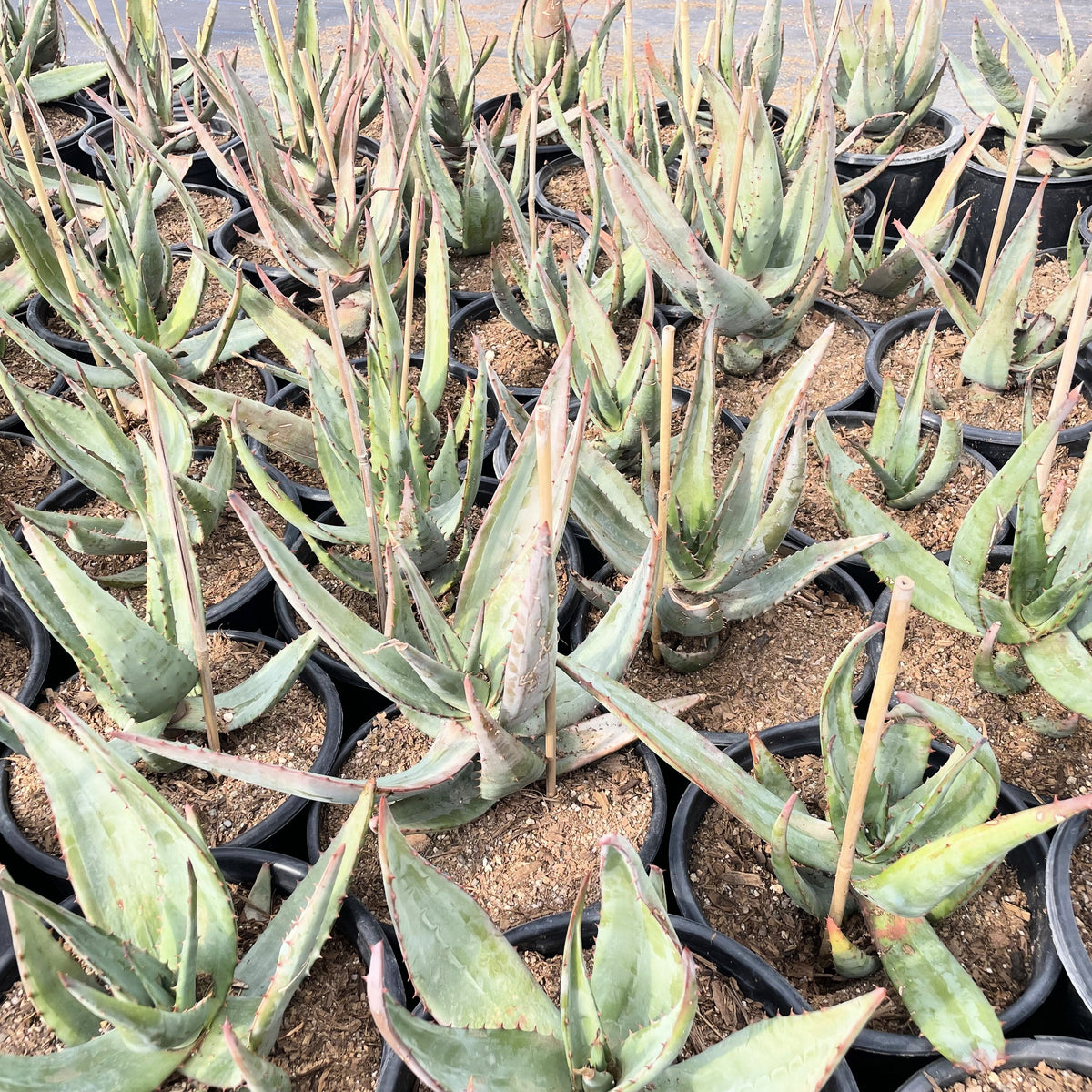 Group of potted cape aloes, Aloe ferox succulent plants at a cactus nursery.