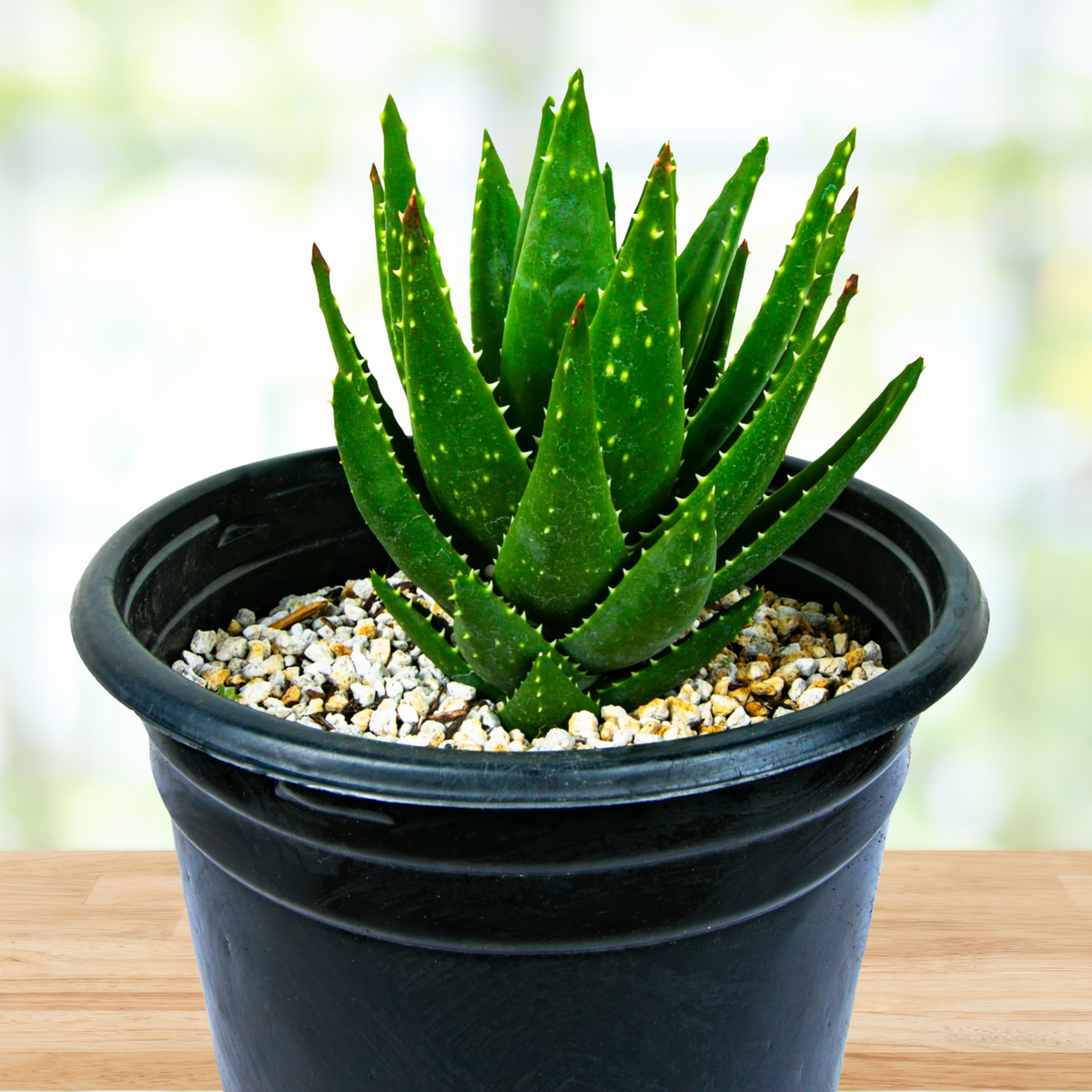 Potted Aloe nobilis 'golden tooth aloe' plant on a wooden surface with a blurred background