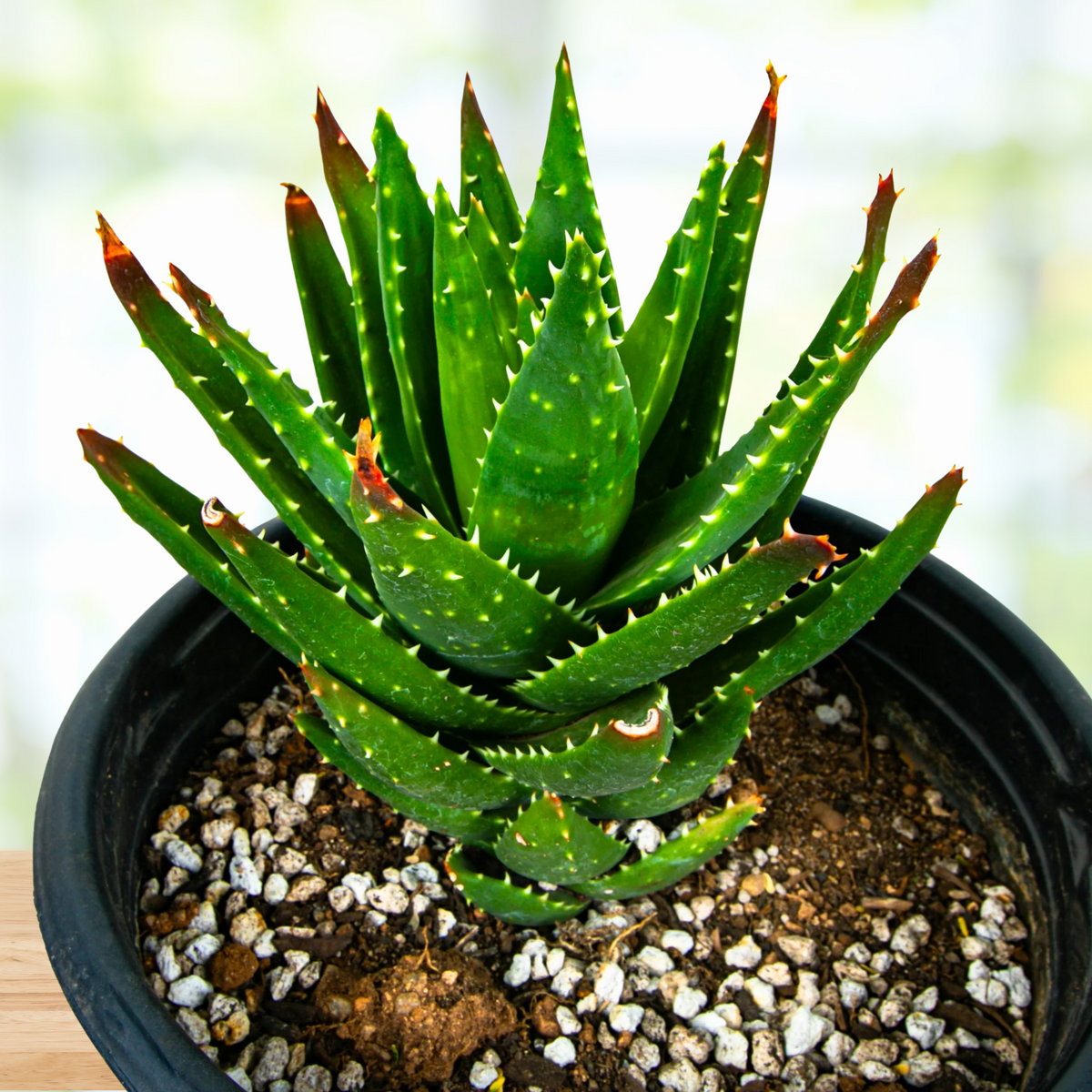 Potted Aloe nobilis 'golden tooth aloe' plant on a wooden surface with a blurred background