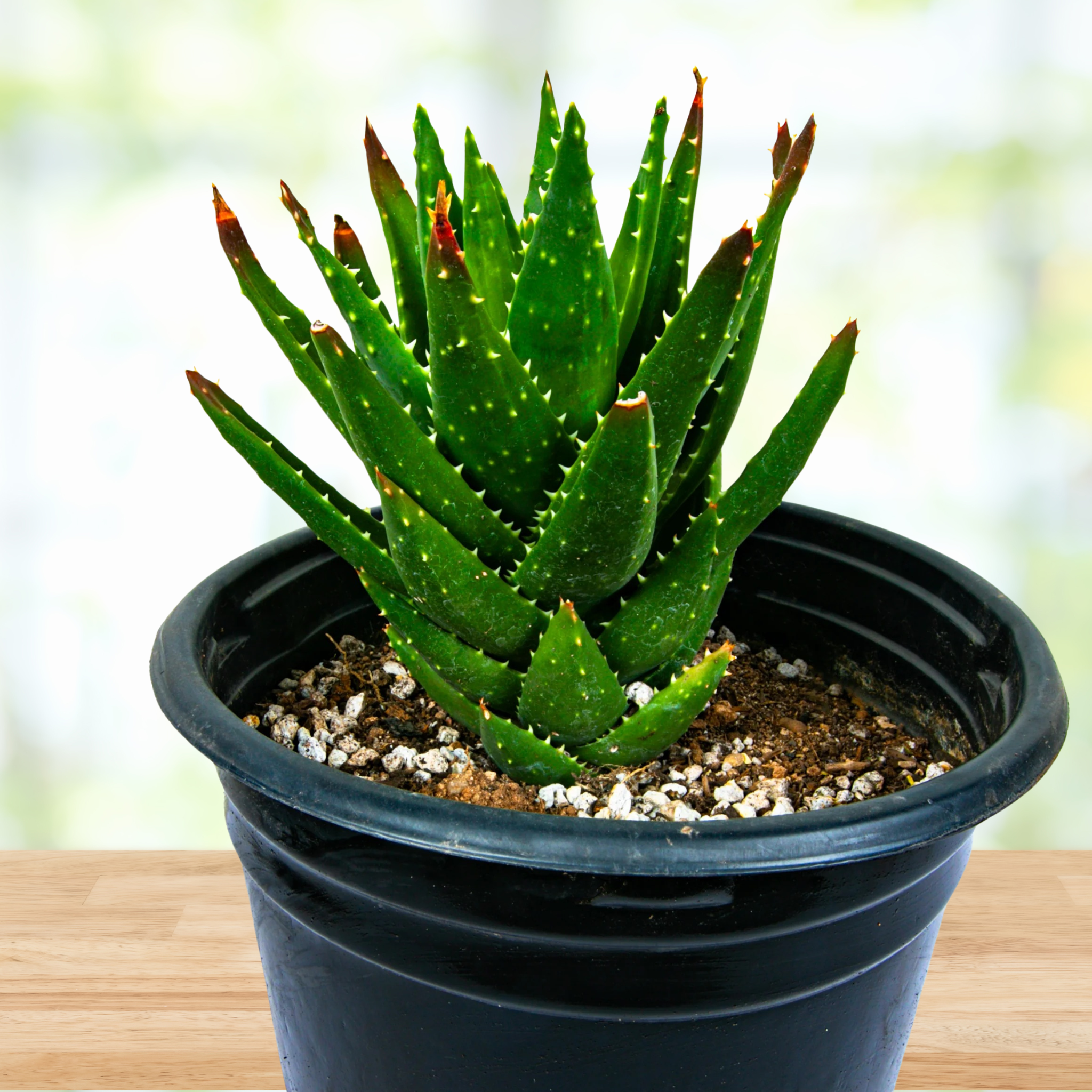 Potted Aloe nobilis 'golden tooth aloe' plant on a wooden surface with a blurred background