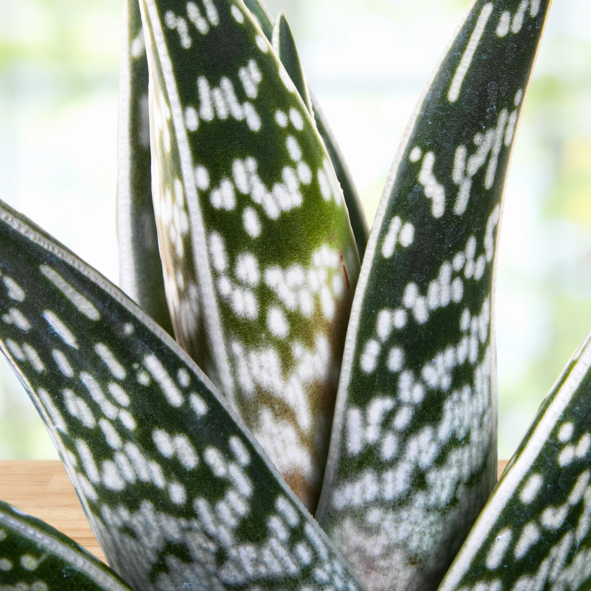 Close up of a Potted aloe plant with green and white leaves, Aloe variegata Partridge Breast Aloe Tiger on a wooden table