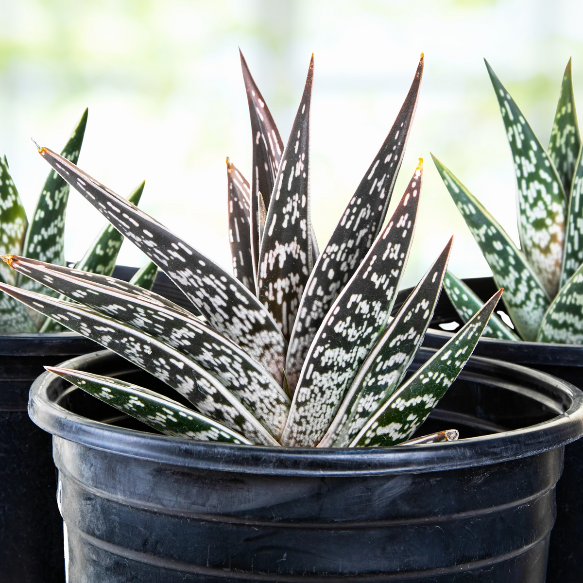 Three potted aloe plants with green and white leaves, Aloe variegata Partridge Breast Aloe Tiger on a wooden table