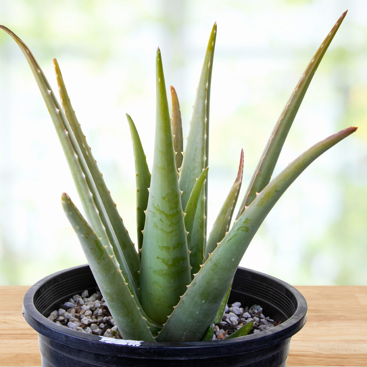 Potted aloe vera plant, Aloe barbadensis on a wooden surface with a blurred background