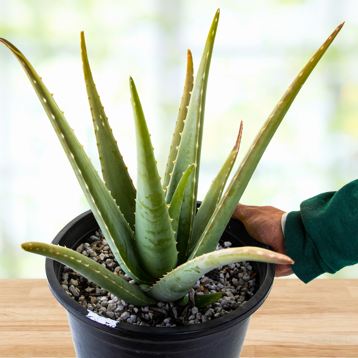 Potted aloe vera plant, Aloe barbadensis on a wooden surface with a blurred background