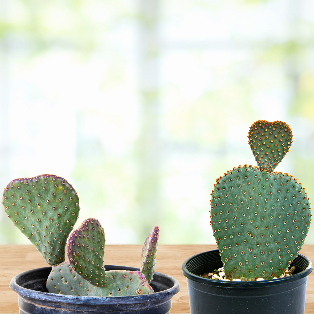 Two Potted Opuntia basilaris, Beavertail Prickly Pear Cactus on a wooden table