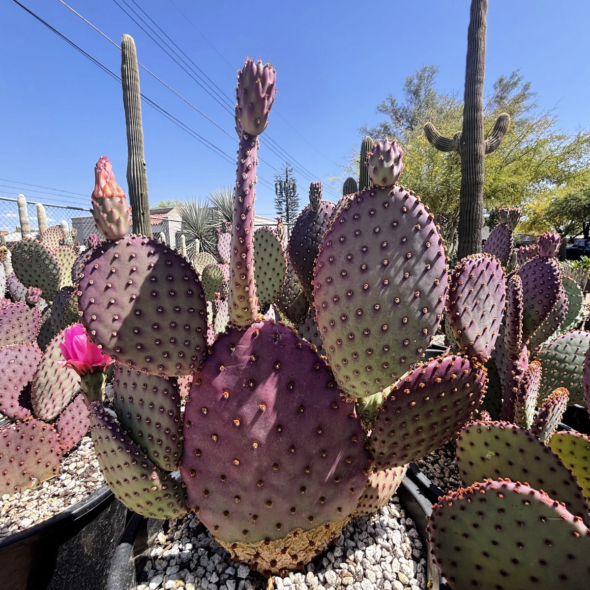 Purple Beaver-rita Prickly Pear in a 5-gallon nursery pot with broad colorful pads.