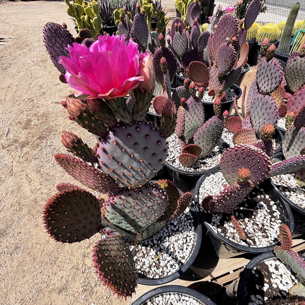 Beaver-rita Prickly Pear specimen in a 5-gallon nursery pot with purple-green pads.