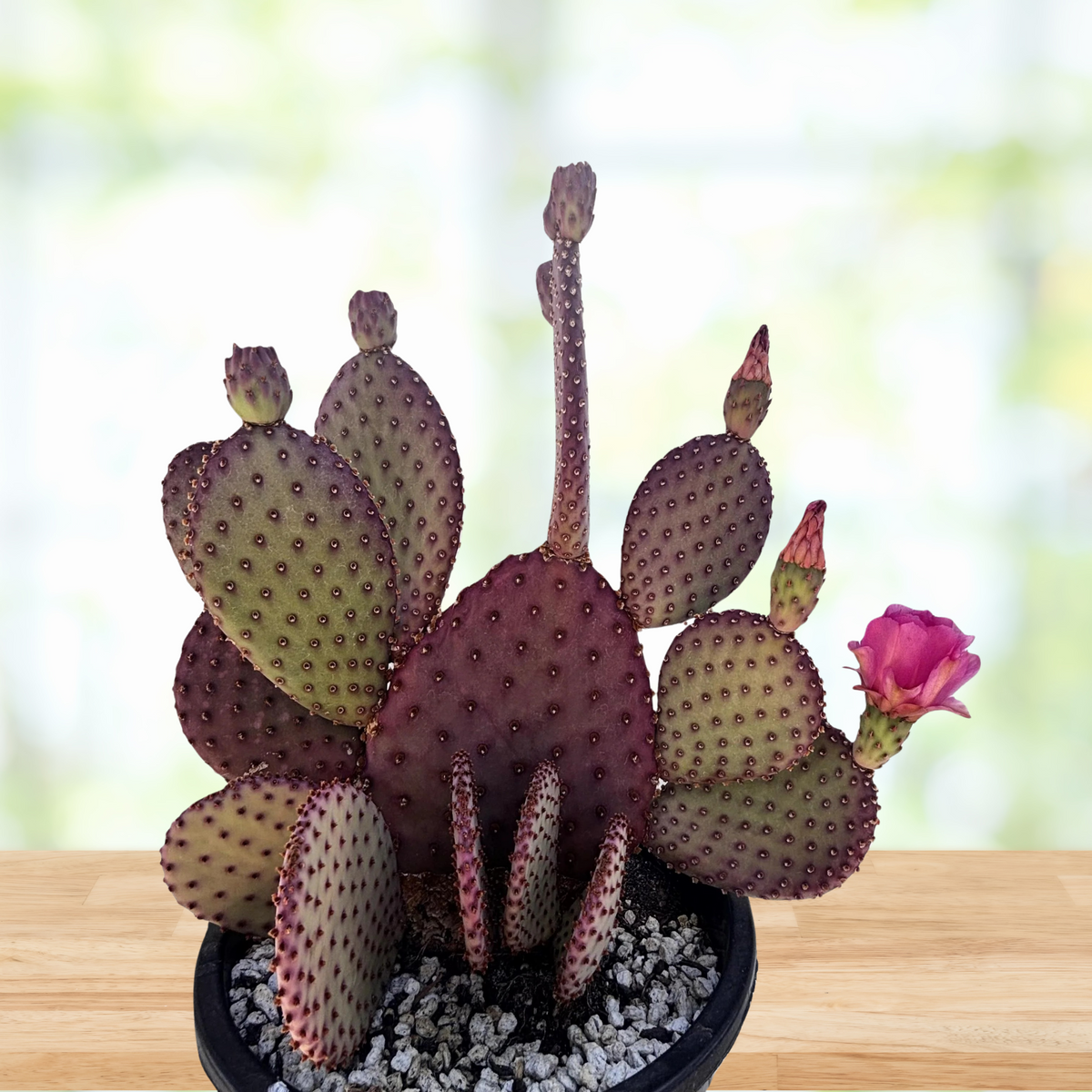 Large Potted purple prickly pear cactus, Opunita beaver-rita with a pink flower on a blurred background