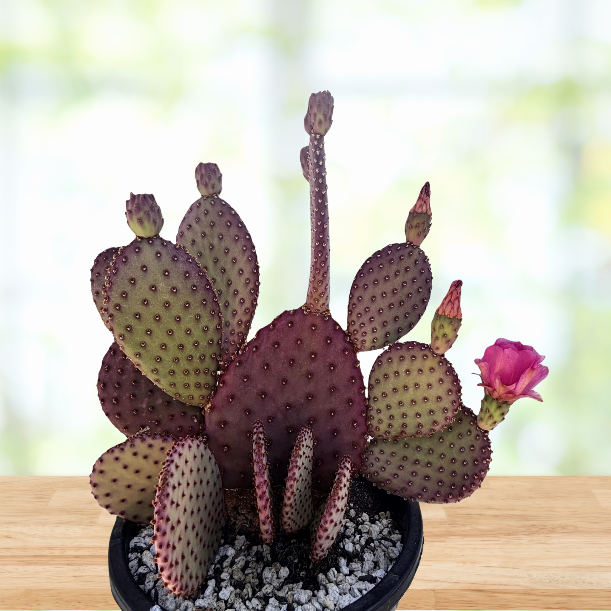 Large Potted purple prickly pear cactus, Opunita beaver-rita with a pink flower on a blurred background