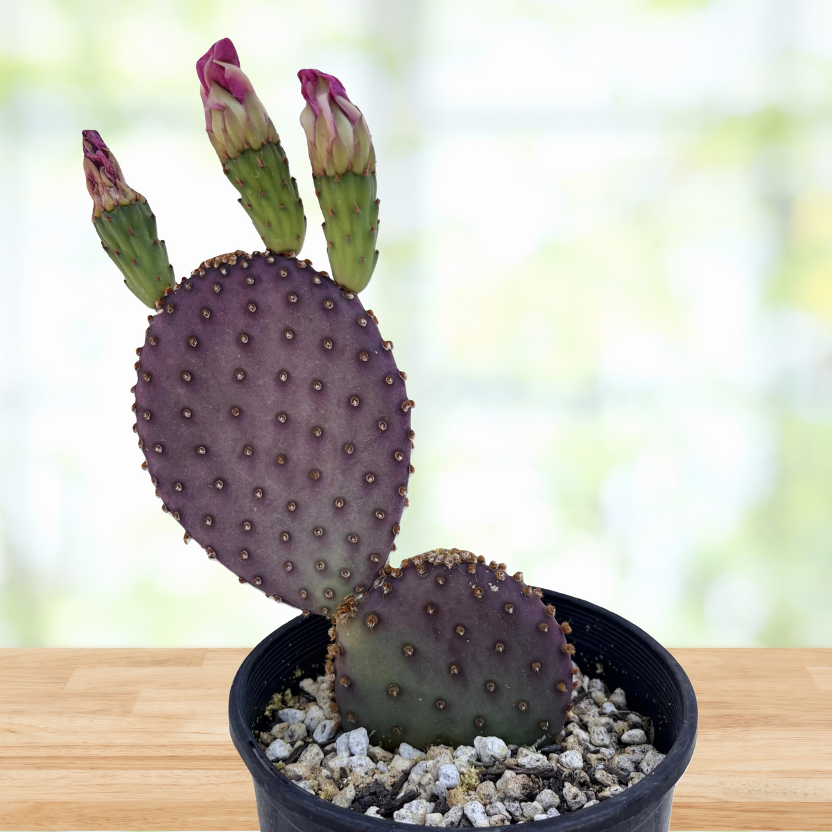 Potted purple prickly pear cactus, Opunita beaver-rita with a pink flower on a blurred background
