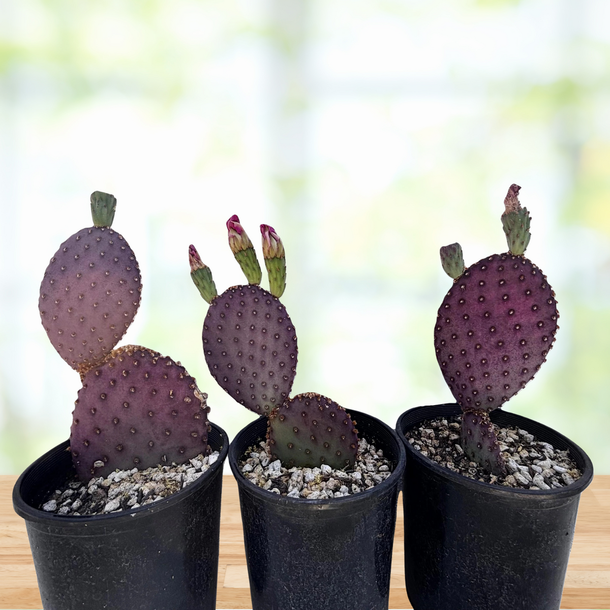 Three potted purple prickly pear cactus, Opunita beaver-rita with a pink flower on a blurred background