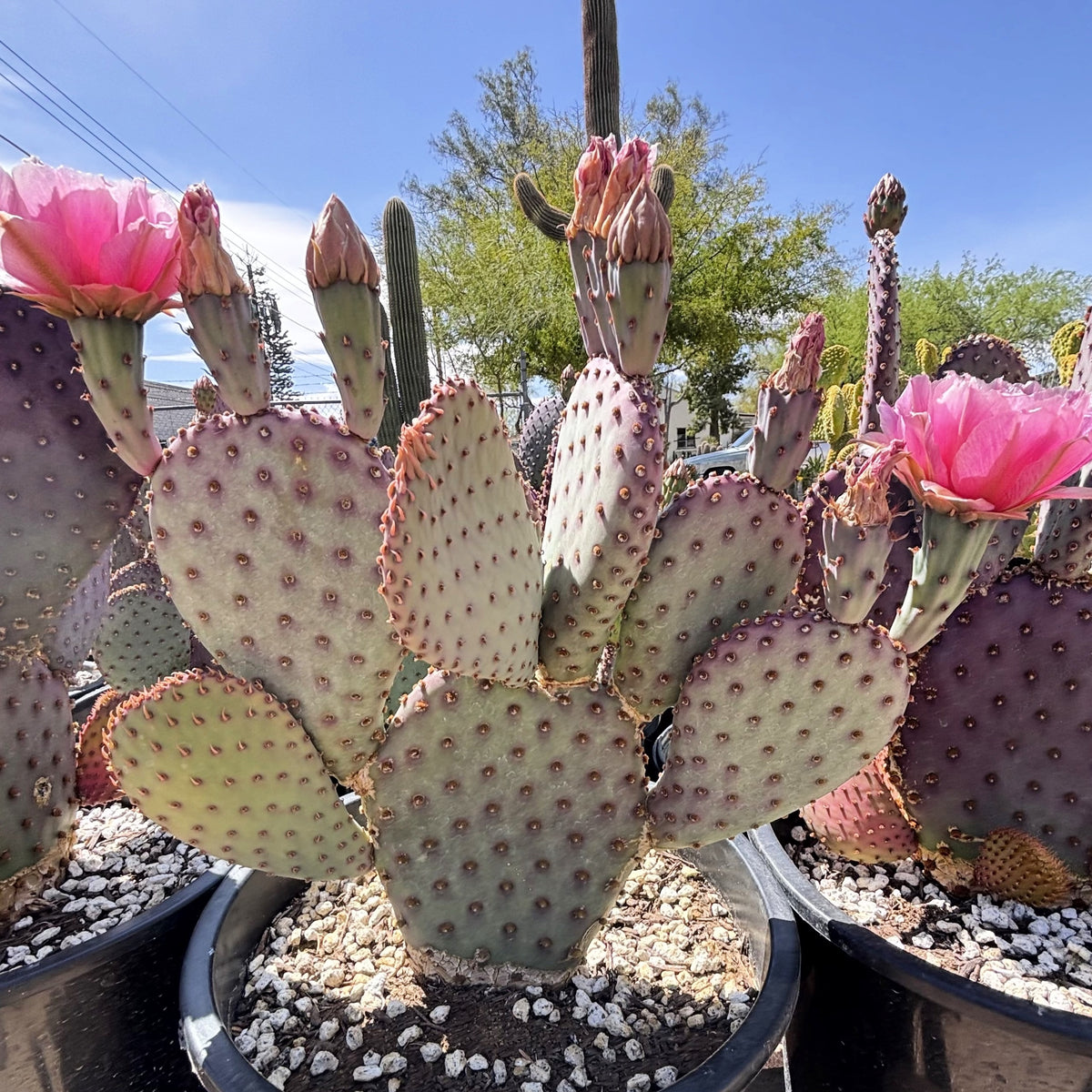 Santa ritia Purple prickly pear hybrid cactus