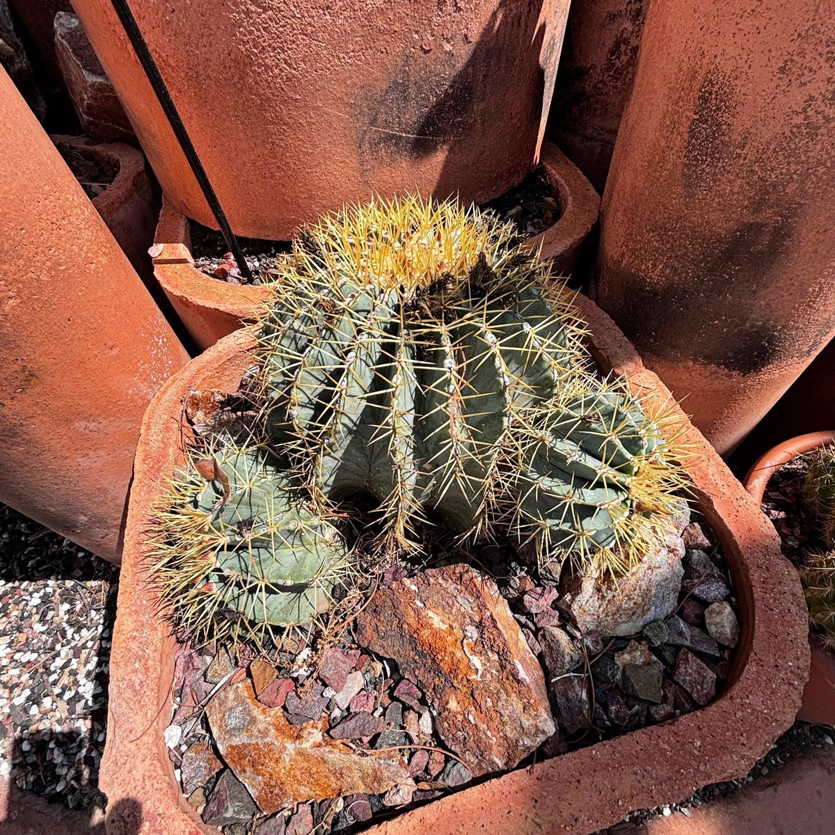 Ferocactus glaucescens Blue Barrel Cactus Cluster planted in a decorative clay pot