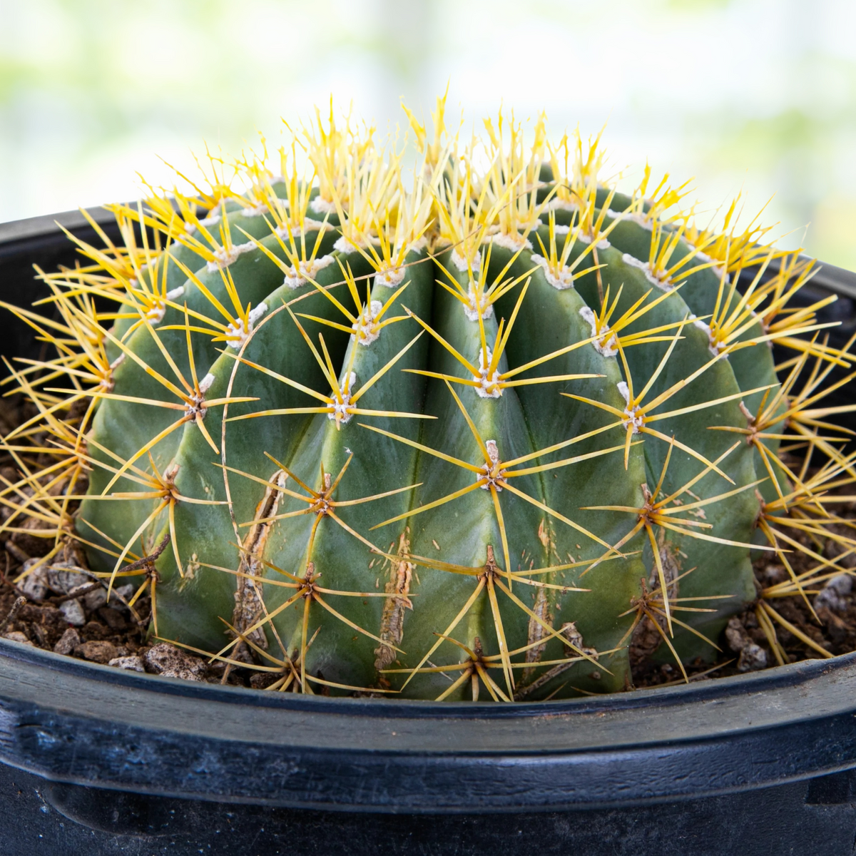5gal Ferocactus glaucescens Blue Barrel Cactus For Sale online in a Cactus Nursery Pot