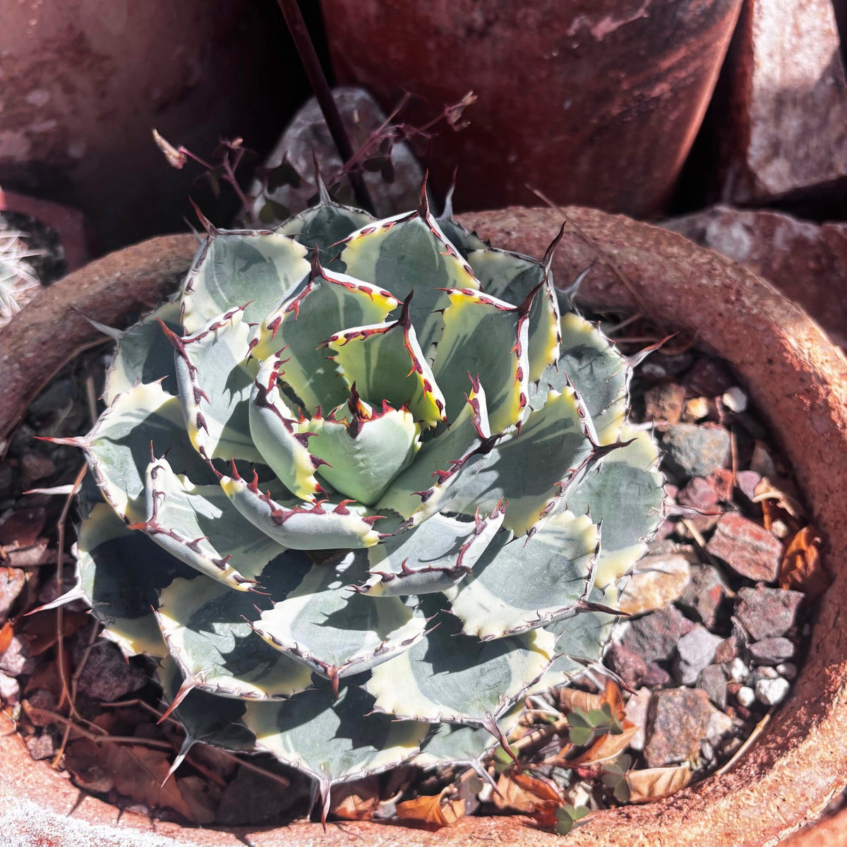 Butterfly agave plant in a decorative pot