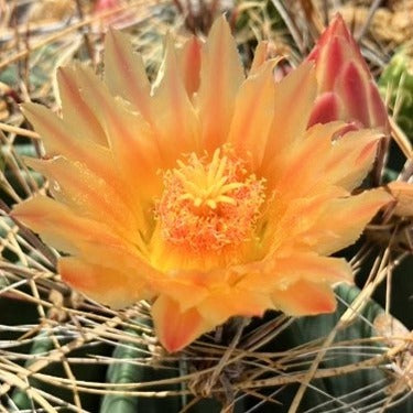 Potted Ferocactus histrix, candy barrel cactus flowers in a cactus nursery
