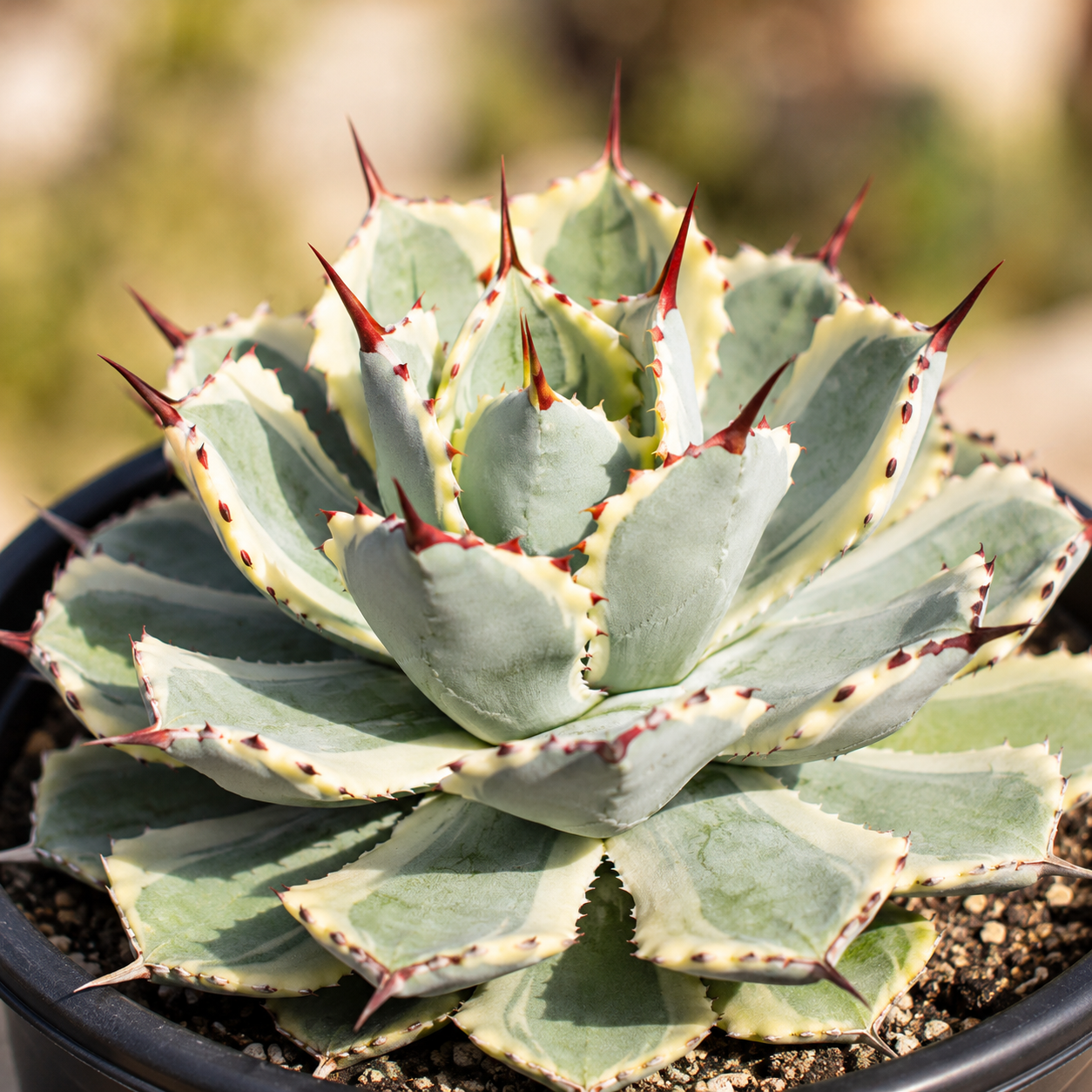 A close-up of a rosette-shaped agave succulent with pale green-blue leaves, red spines, and yellow edging, growing in a black pot.