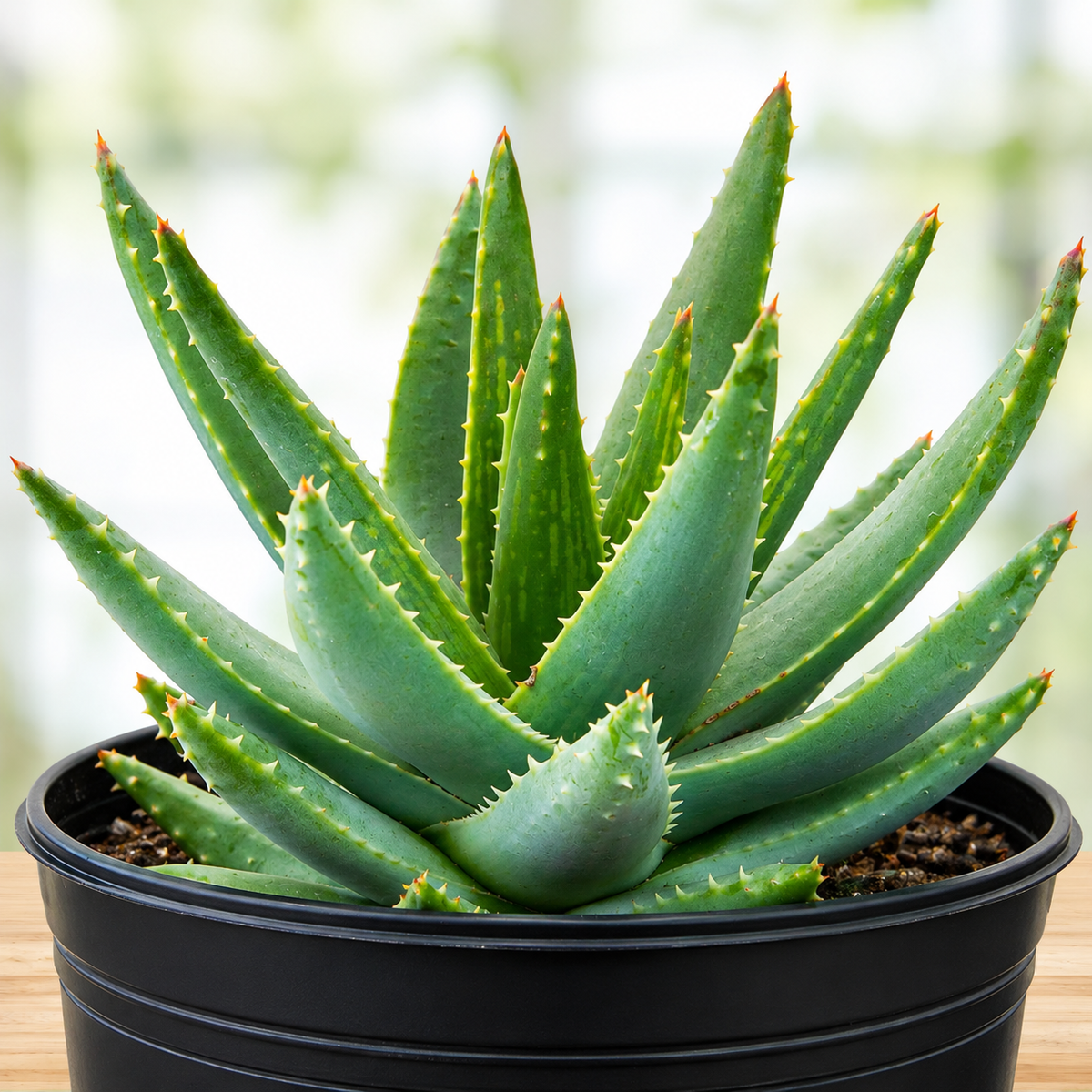 Aloe brevifolia live plant with short thick blue-green leaves in a compact rosette.