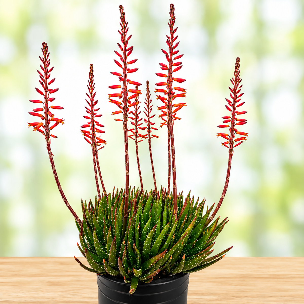 Aloe 'Crosby's Prolific' live specimen with thick green leaves arranged in a dense rosette.