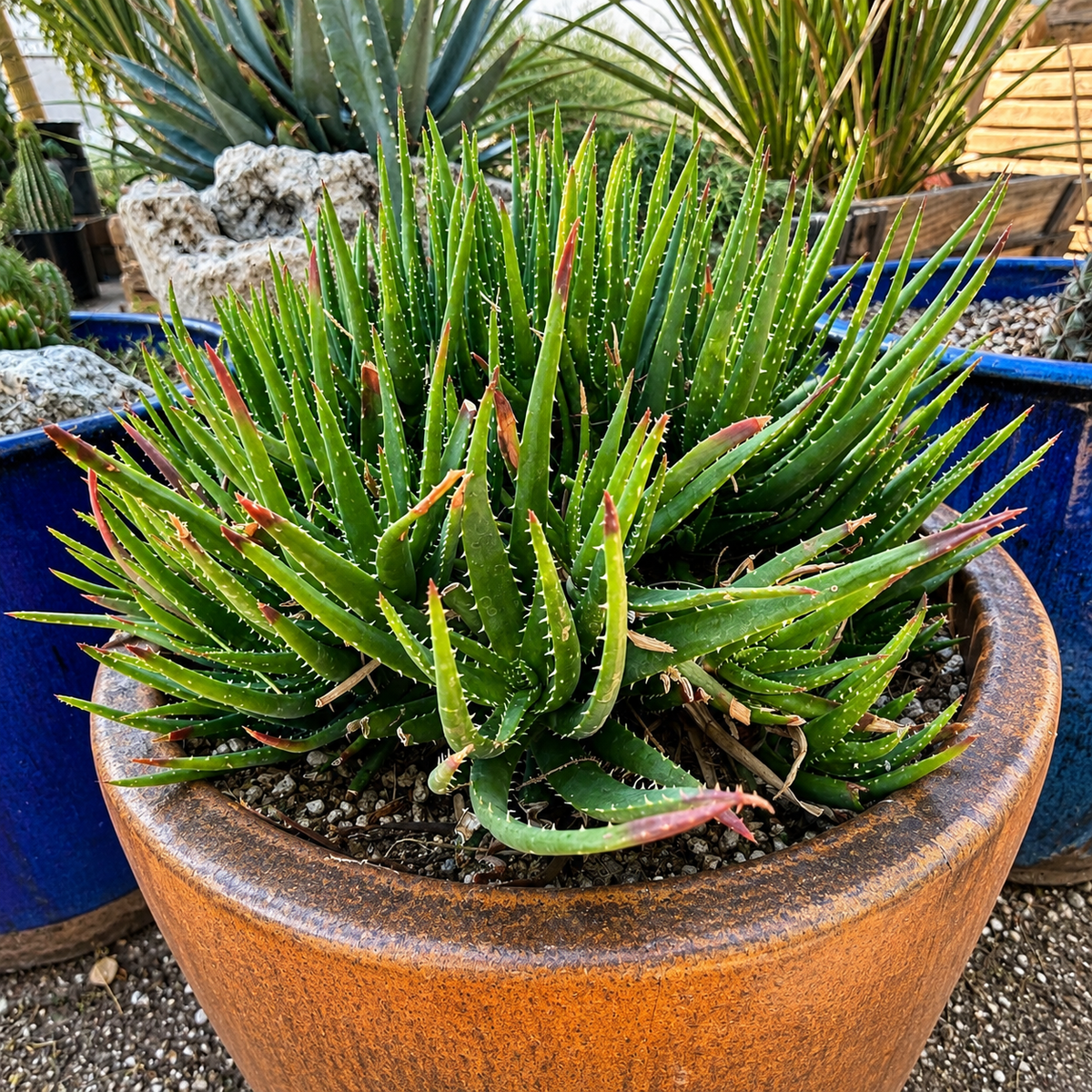 Crosby's Prolific Aloe plant highlighting its compact architectural succulent form.
