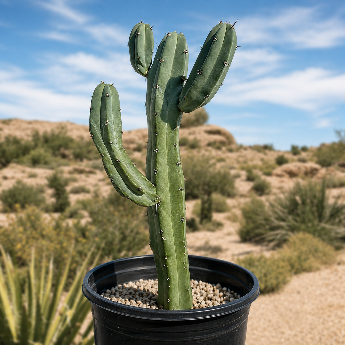 A tall green column cactus in a black plastic nursery pot filled with small light gravel, photographed outdoors against a blurred desert landscape and blue sky.