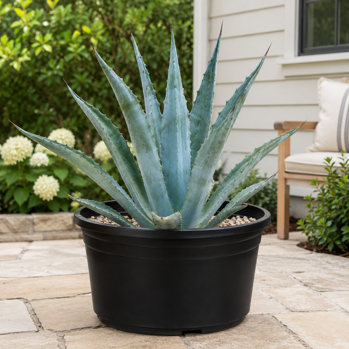 Agave Americana