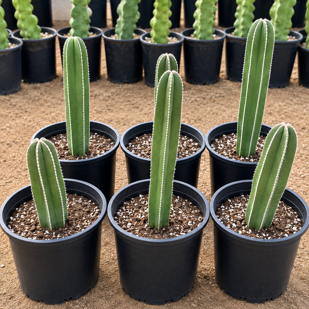 Mexican Fence Post Cactus (Pachycereus marginatus) live plant with upright green columnar growth.