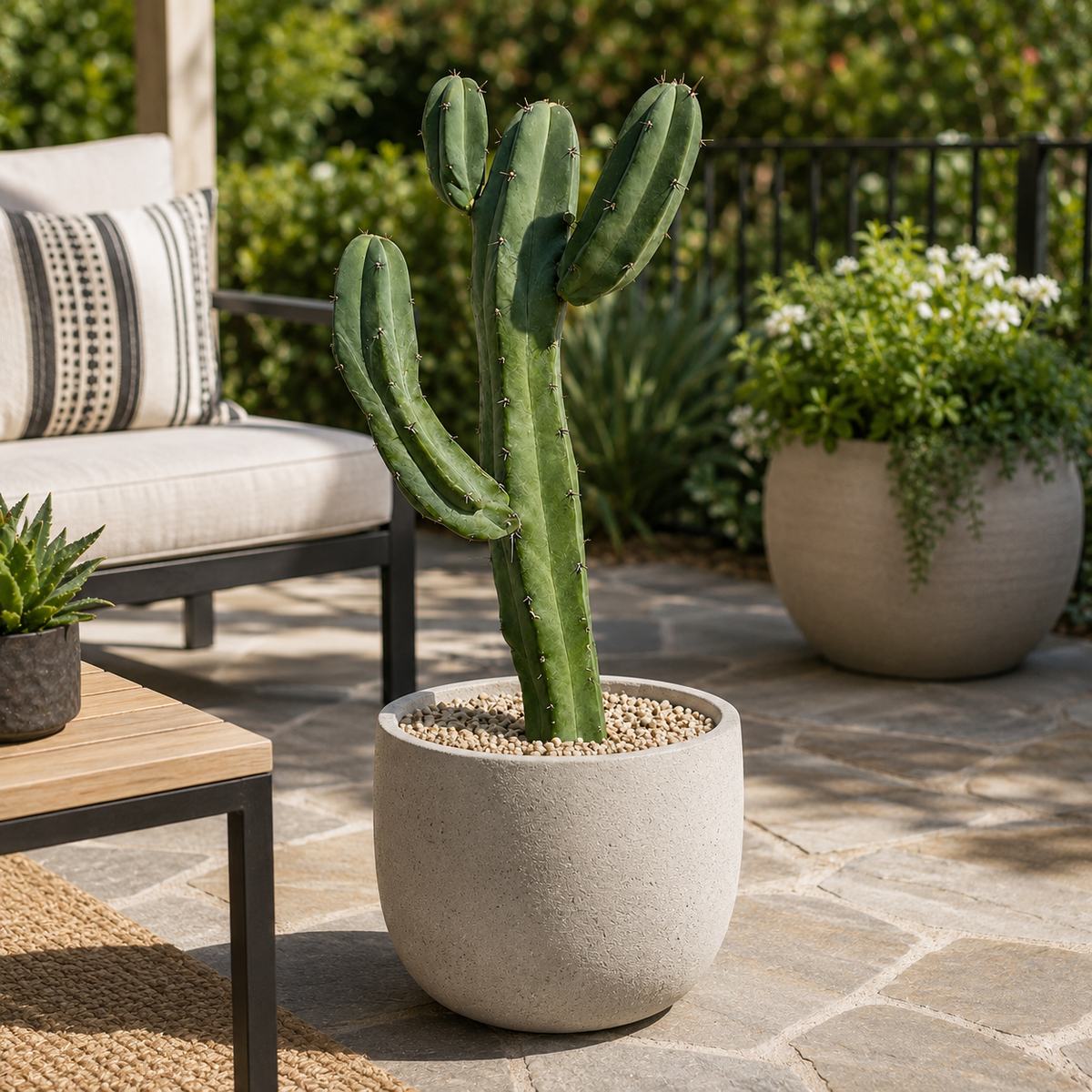 Blue Flame Cactus live plant with blue-green columnar stems and sculptural branching growth.