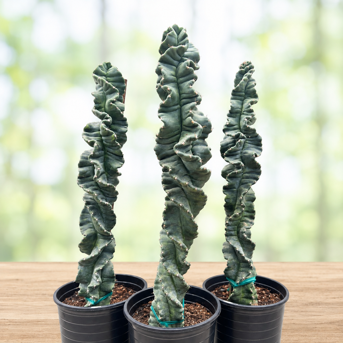 Cereus Twist Cactus live plant with spiraling ribbed green columnar growth.