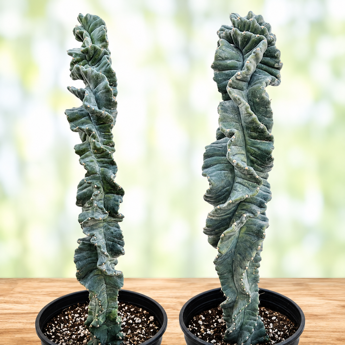 Cereus Twist Cactus live specimen with sculptural corkscrew growth.