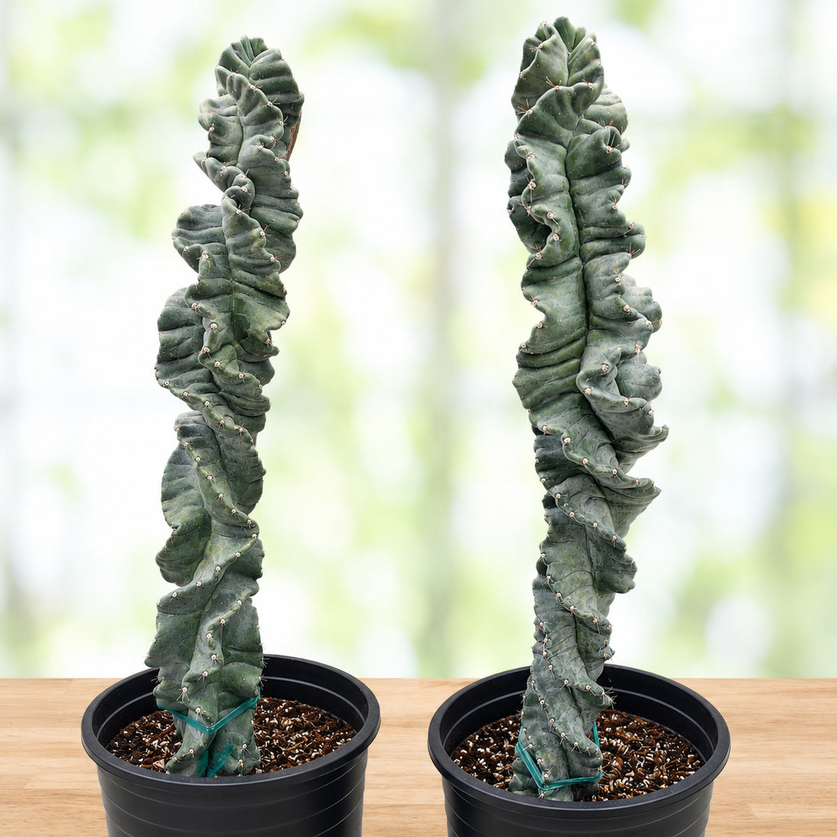 Live Cereus Twist Cactus showing pronounced spiral ribs and green columnar form.