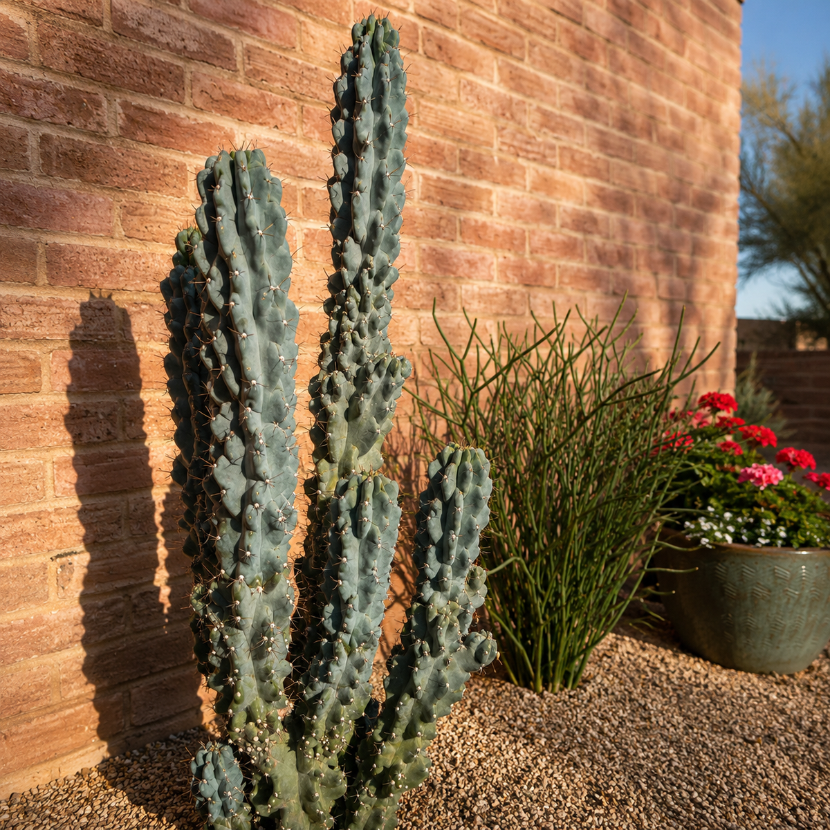 A tall columnar cactus planted in a gravel garden bed beside a red brick wall, with ornamental grass and a pot of pink flowers nearby.