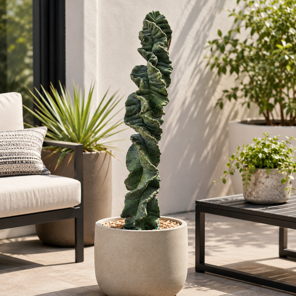 Live Cereus Twist Cactus with corkscrew-like green columnar growth.