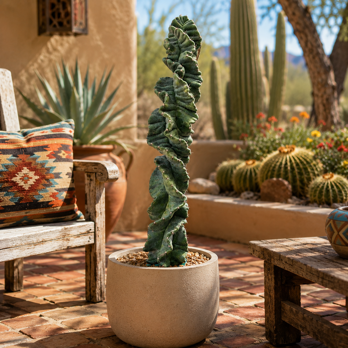 Cereus Twist Cactus live plant highlighting its distinctive spiraling ribs.